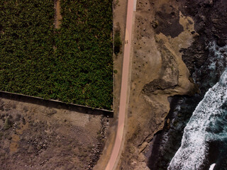 Drone view - Banana plantation next to beach promenade