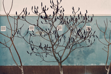 Bushes grow along the wall of the building, spring has just begun and the branches are still bare, architecture and nature, cityscape