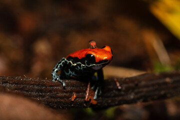 Ranitomeya reticulata, a very colorful and colorful frog, distributed in the lowland jungle of...