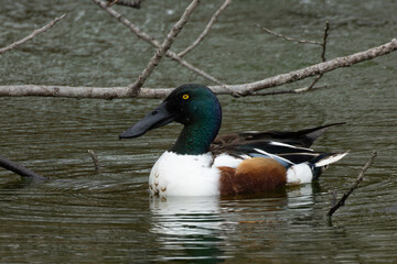 首を少し上にあげて若干警戒するハシビロガモの雄
