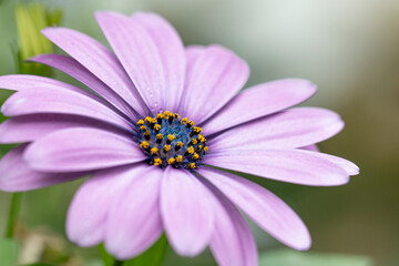 Fototapeta premium pink daisy flower
