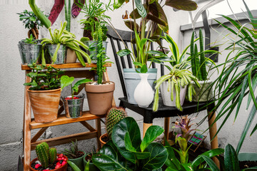 Plants on a terrace on a stool and chairs with cacti, cylindrica sansevieria, ficus and others.
