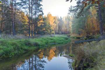 Obraz premium Bright fall foliage on trees in yellow, red, orange and green colors. The rays of the setting sun illuminate the forest. Clean nature, ecology, seasons, environmental protection.
