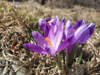 Purple crocus flowers on a sunny spring day.
