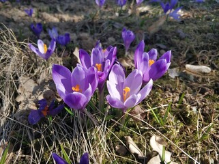 Purple crocus flowers on a sunny spring day.
