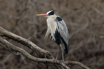 まだ寒い早春のアオサギ