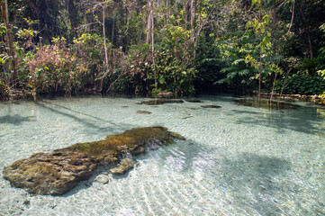 The Ban Nam Rad watershed forest in Surat Thani, Thailand, has crystal clear water. The most visited tourist attraction in Thailand.