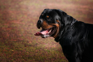 Black and tan rottweiler with open mouth and tongue out catching breath in the park.