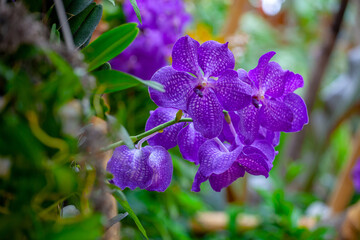 Blue orchid bush in the garden