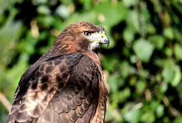Porträt eines Rotschwanzbussards (Buteo jamaicensis), Red-tailed hawk.