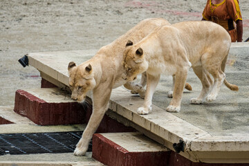 Lionne