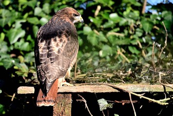 Ein Rotschwanzbussard (Buteo jamaicensis), Red-tailed hawk.