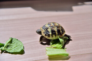 ヘルマンリクガメの春の散歩(Hermann's tortoise is walking)