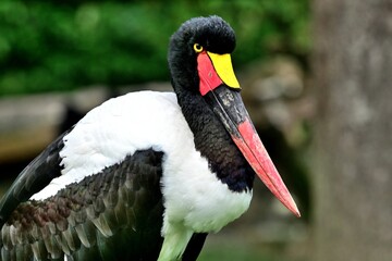Porträt eines Sattelstorchs (Ephippiorhynchus senegalensis), Saddle-billed stork.