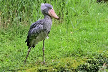 Ein Schuhschnabel (Balaeniceps rex), Shoebill.