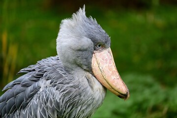 Porträt eines Schuhschnabels (Balaeniceps rex), Shoebill.