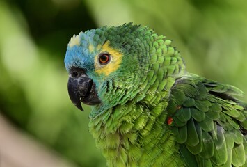Porträt einer Venezuela-Amazone (Amazona amazonica), Orange-winged amazon.