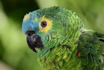 Porträt einer Venezuela-Amazone (Amazona amazonica), Orange-winged amazon.