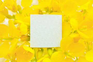 水に浮いたたくさんの黄色いの菜の花を背景にしたタイトルフレームのモックアップ