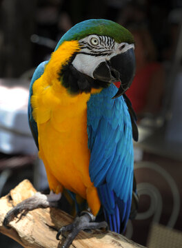 A Parrot in Funchal, Madeira.