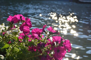 Fiori in riva alla laguna