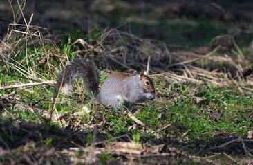 Grey Squirrel looking for its nuts 