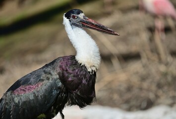 Porträt eines Wollhalsstorches (Ciconia episcopus), Woolly-necked stork.