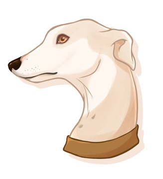 Levrier Whippet