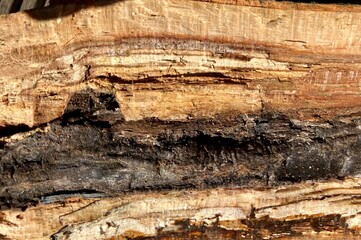 splintered wood close up with black inside