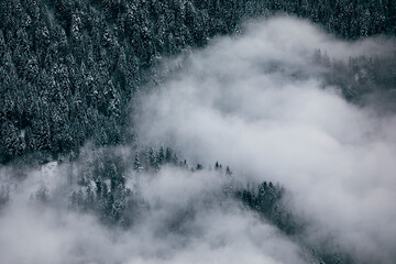 forest in the snow and clouds