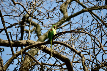 The rose-ringed parakeet, also known as the ring-necked parakeet, is a medium-sized parrot in the genus Psittacula, of the family Psittacidae.