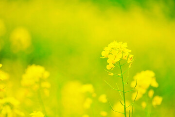 一面黄色い菜の花の花畑