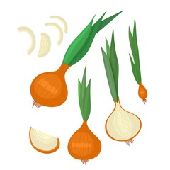 Vector illustration of onion. Set with whole onion, half and onion rings. Green onion on a white background.