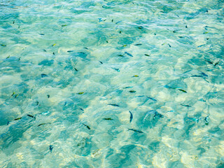 many tropical colorful fish in the transparent clear azure water, Koh Kai Nok island in Andaman sea , Phang Nga bay, Phi Phi, Phuket, South of Thailand