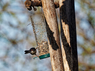 Sardinian warbler, Sylvia melanocephala, single male on a branch in bush,