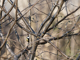 The great tit sitting on tree branch.