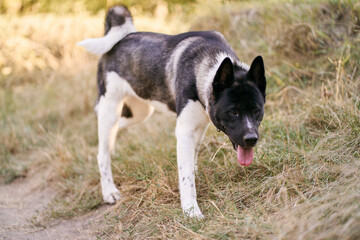 Dog breed Siberian Husky