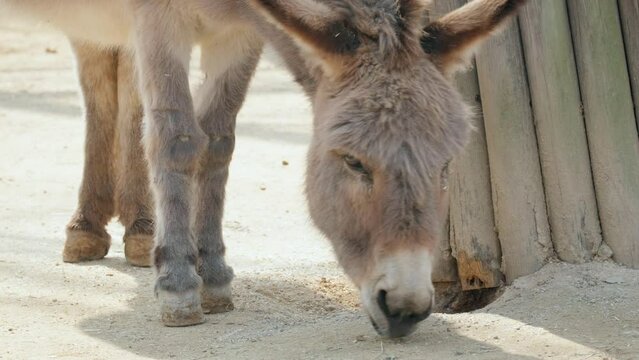 Close Up Of Domestic Ass Donkey At Seoul Grand Park Zoo In Gwacheon, South Korea. 
