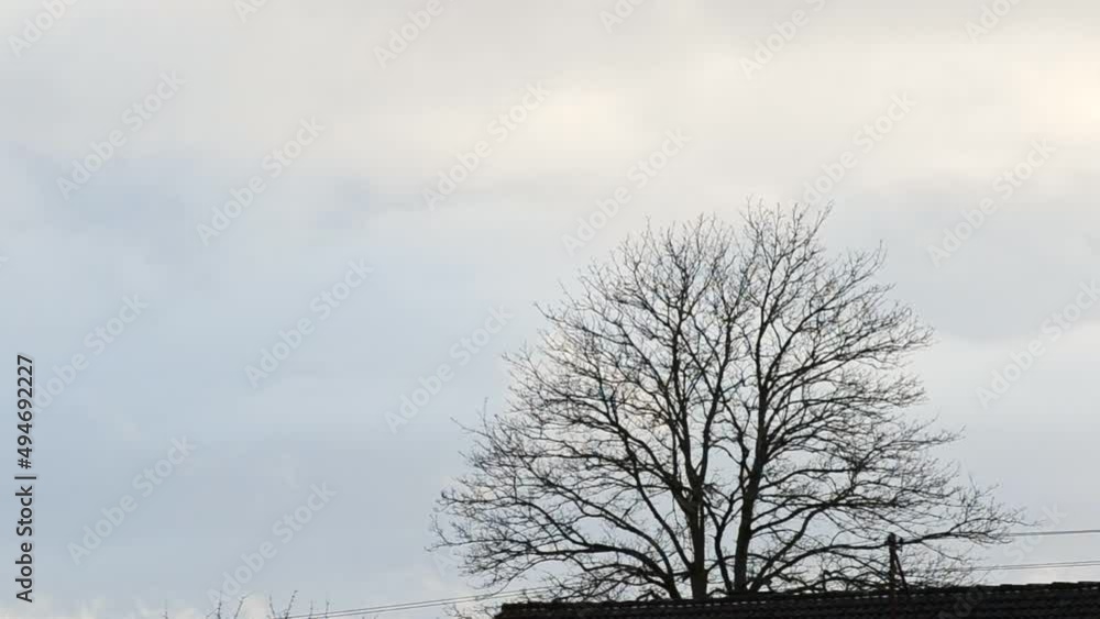 Aufkleber time lapse of clouds passing by a bare tree in germany during early spring. static telephoto shot wi