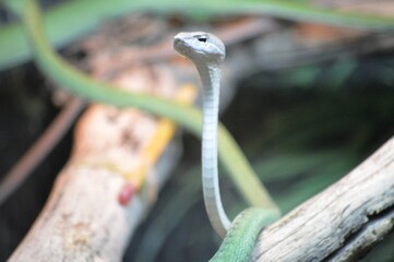 snake in the grass