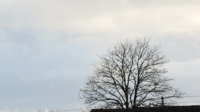 Time lapse of clouds passing by a bare tree in Germany during early spring. Static telephoto shot with slow push-in zoom