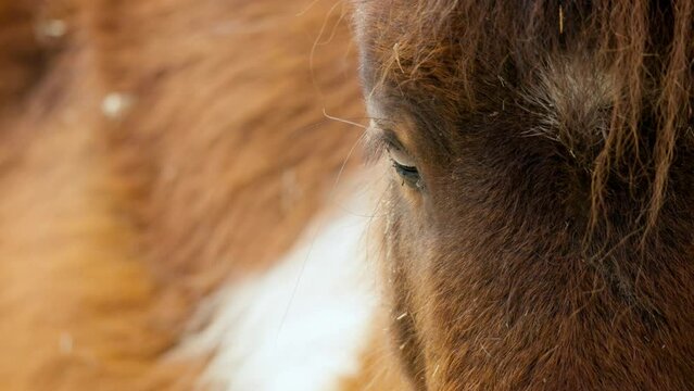 Extreme Close Up Of Beautiful Shetland Pony Horse In Zoo Of Seoul Grand Park In Gwacheon, South Korea. 