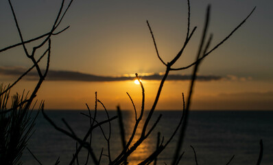 Fototapeta premium Amanecer con ramas de árbol