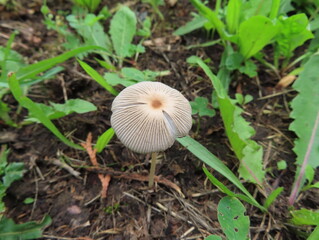 mushroom in the forest