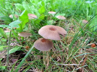 mushroom in the forest