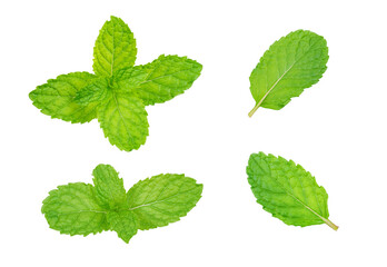 Green peppermint leaf  isolated on white background