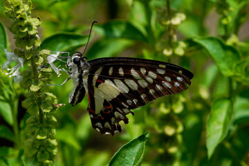 beautiful butterfly flying among the leaves during the day in Bali-Indonesia. Papilio machaon, the Old World swallowtail, is a butterfly of the family Papilionidae, mother earth day