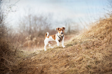 spacer z psem, jack russell terrier © Katarzyna Krociel