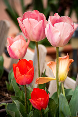 beautiful tulips natural composition at garden