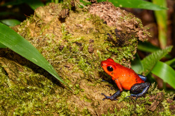Strawberry Poison Dart Frog - Oophaga pumilio